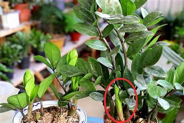 一亩竹荪有多少利润