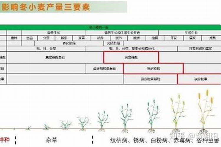 芸苔素拌麦种的用量