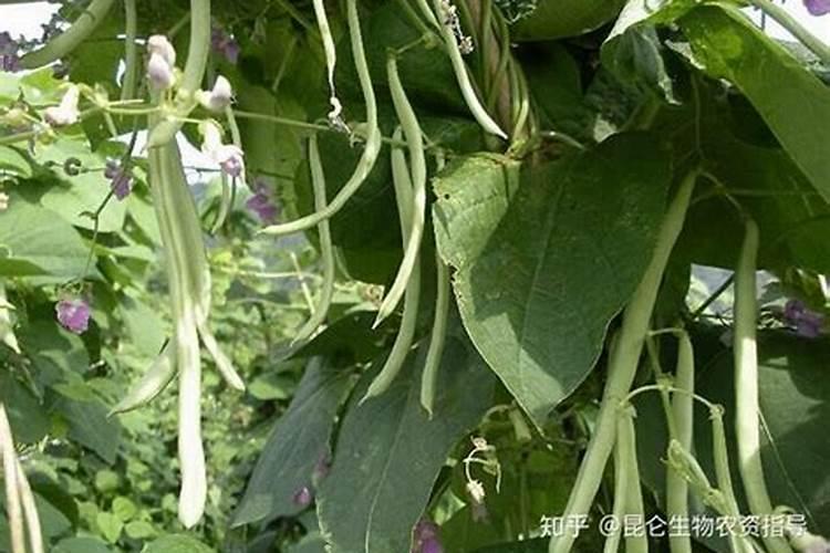 韩国瘦曲线植物清脂素这个减肥药好吗？