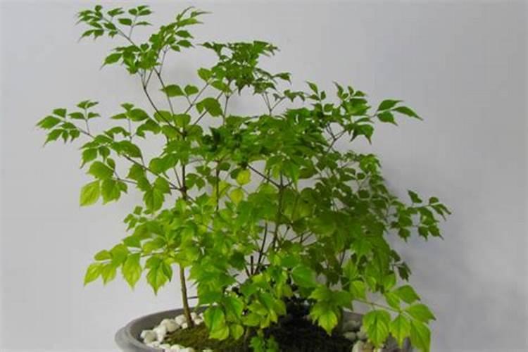 牧草亩需水量每天