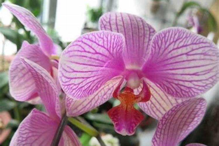 芸苔素解除草剂药害效果如何？芸苔素能解哪些药害？