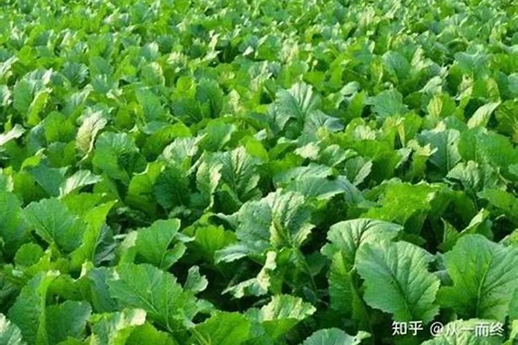 谷子叶面肥啥时候喷好 用什么叶面肥增产