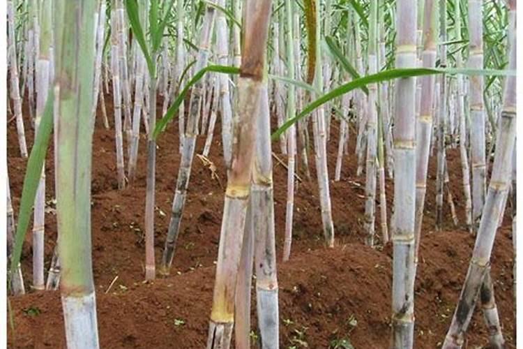 3D 智慧农场可视化——解锁绿色生态田园