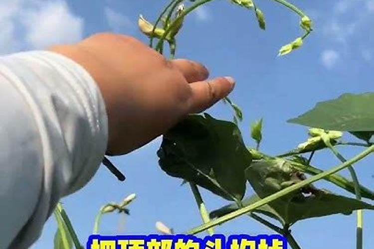 适合豆角种植的肥料都有哪些？