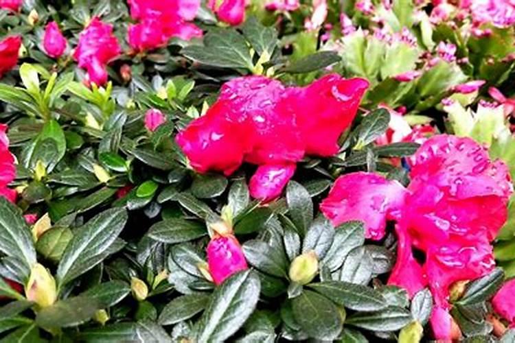 茶花、杜鹃花、栀子花适合浇什么肥料