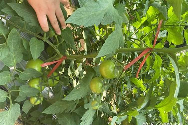 西红柿坐果期如何管理(种植西红柿中后期施肥方案)