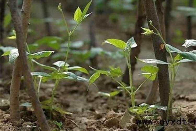 种植菜豆角氮,磷,钾的含量多少才算合适？
