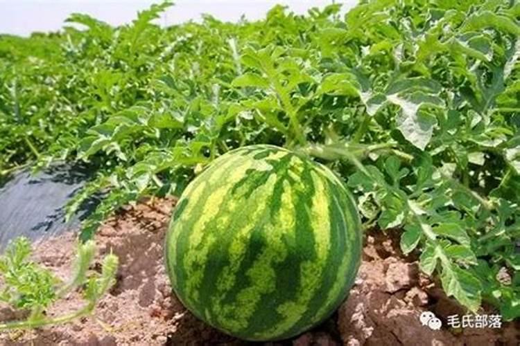 请问老师西瓜地,什么肥料最好？