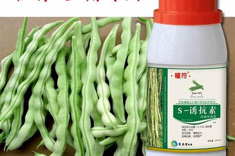 大棚地刀豆角刚分叶为什么叶子发黄