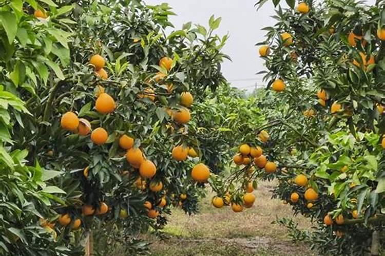 【碳哥课堂】种月季用什么样的水溶肥好？