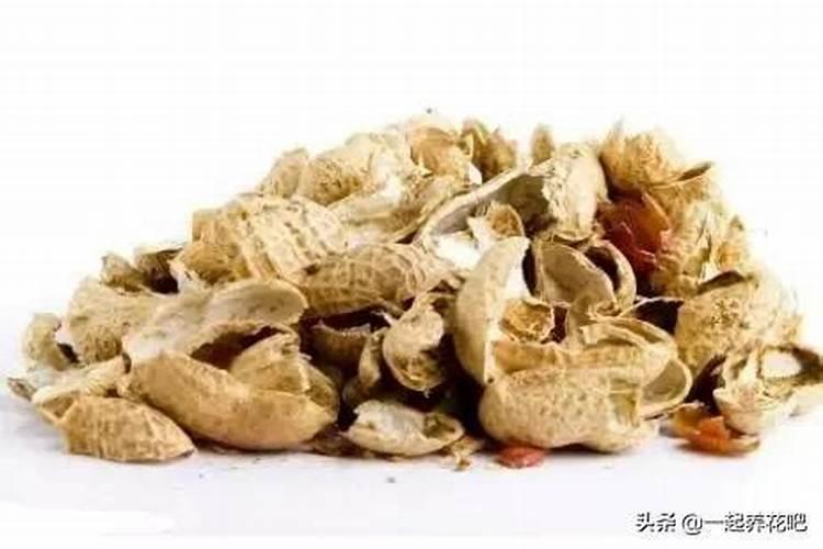 盆栽种什么蔬菜