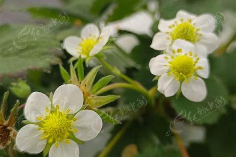水溶肥料怎么使用 水溶肥如何使用效果更好