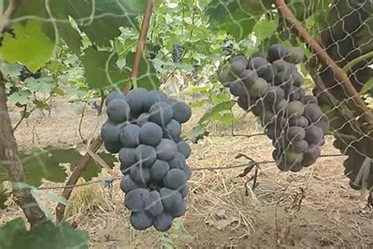 水溶肥的正确使用方法 水溶肥的正确使用方法大全