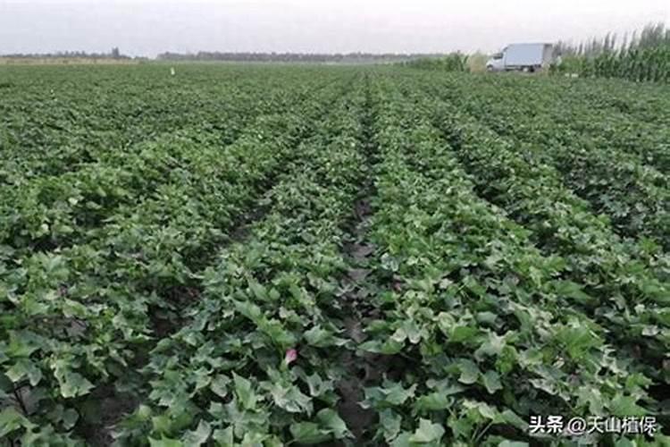 棉花种植注意事项是什么