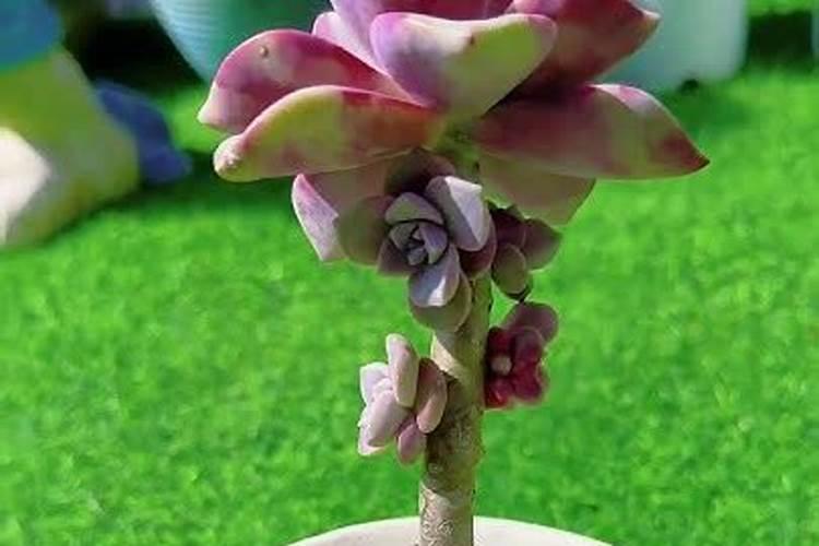 君子兰叶子脏了怎么办,用什么擦