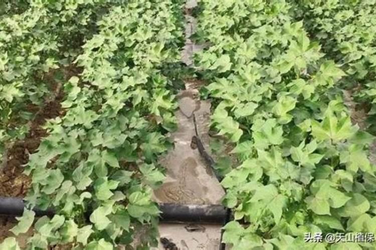 氧化钾肥料适合种什么