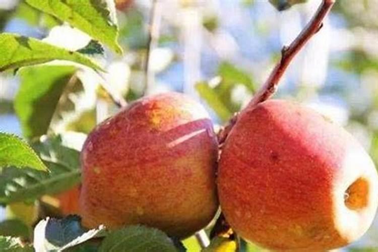 矿源黄腐酸钾使用方法