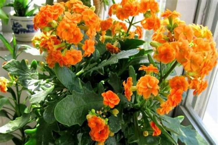 架豆王花期叶子黄斑是什么病？