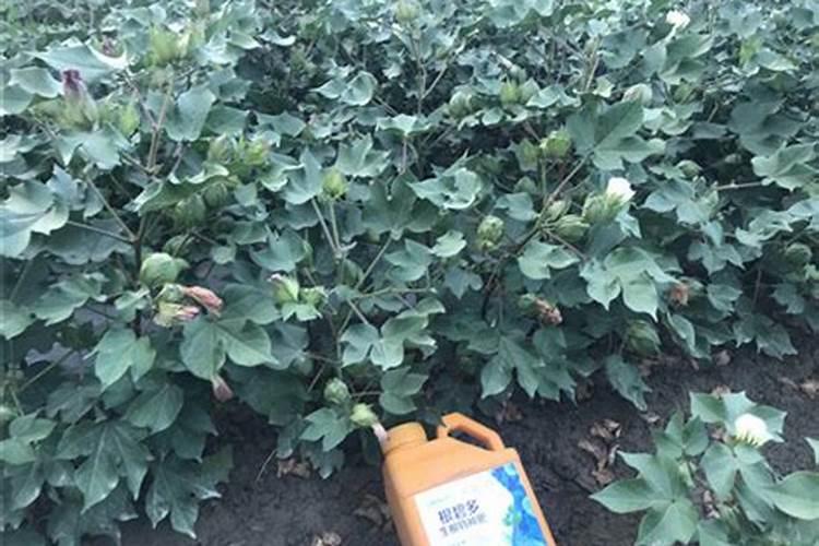 新疆棉花最后一片施肥应该在什么时候结束？时间。