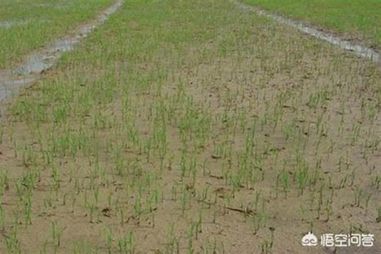 水溶肥加水溶化后能放多久