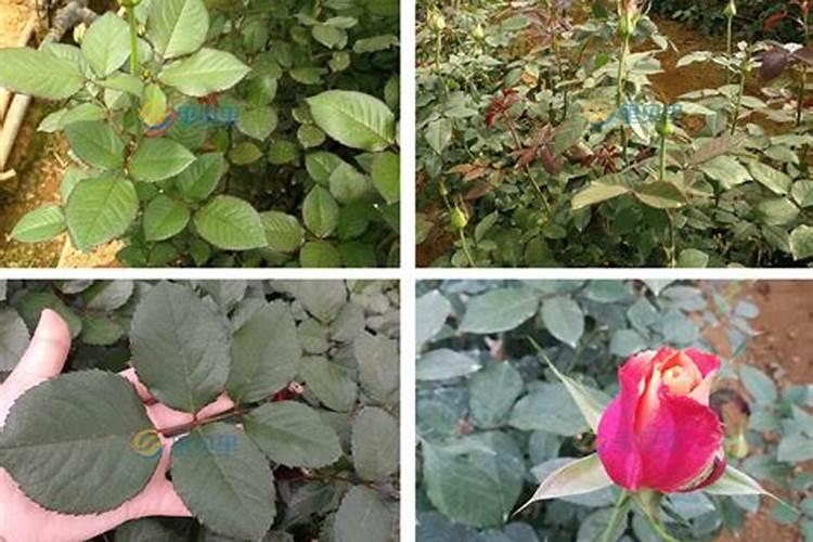玫瑰花树怎么种植方法