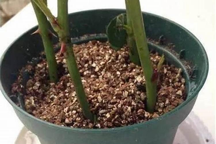 玫瑰花什么时候施肥