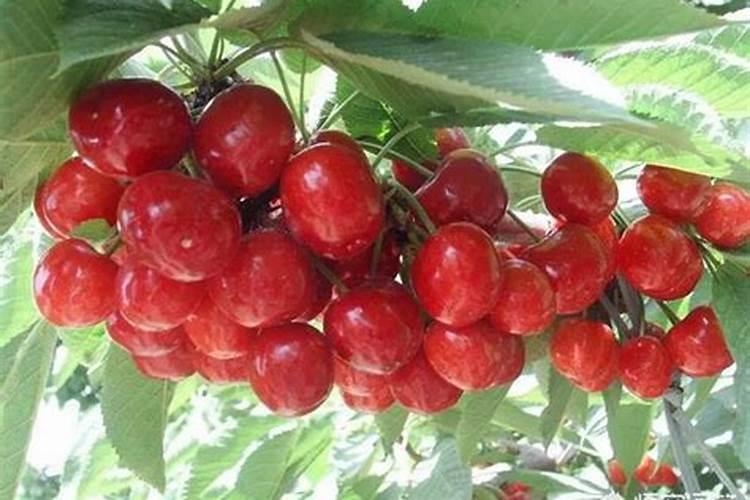 柿子树移栽后多久发芽