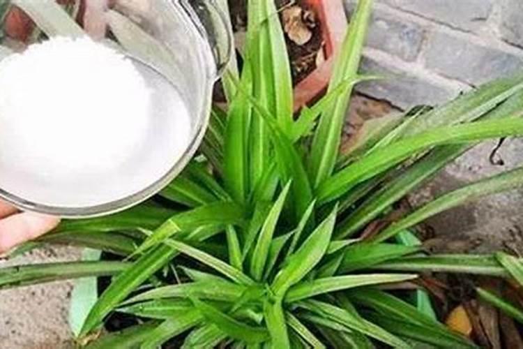 花草浇什么肥料合适