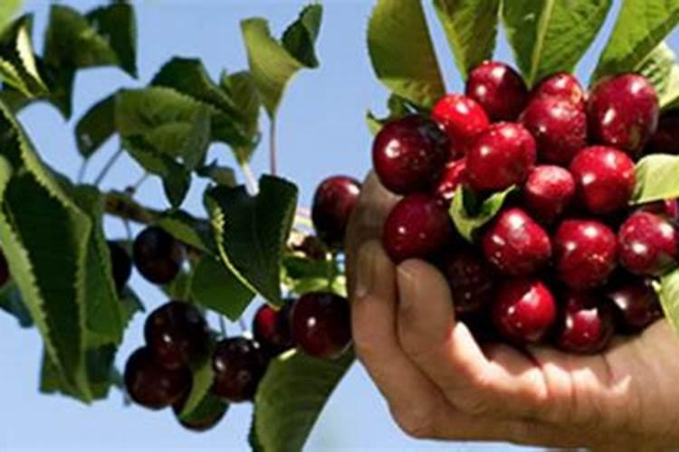 贝母能用哪些肥料