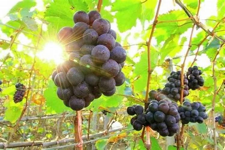 葡萄萌芽期施什么肥葡萄萌芽期施什么肥好