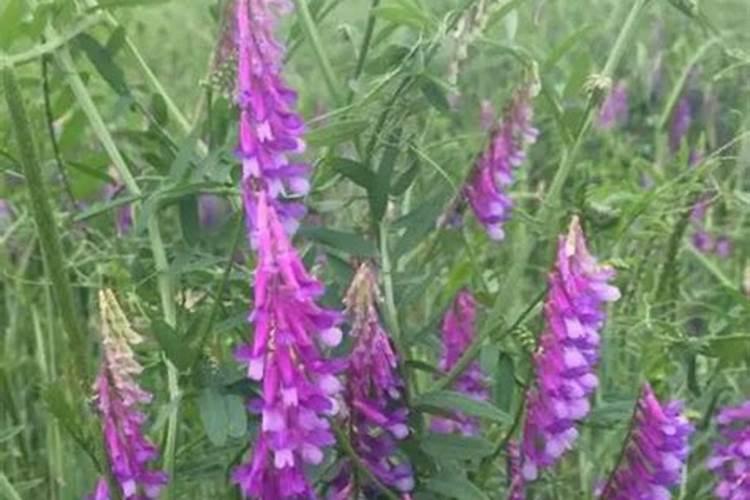 紫花苜蓿用什么肥料好