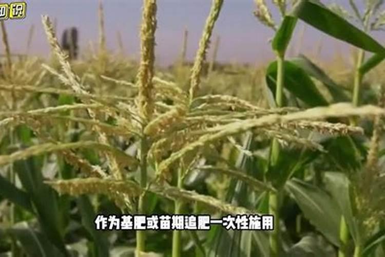 硼肥的使用方法与用量
