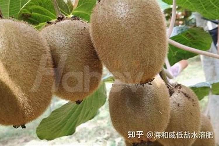 猕猴桃水溶肥的用量用法是什么