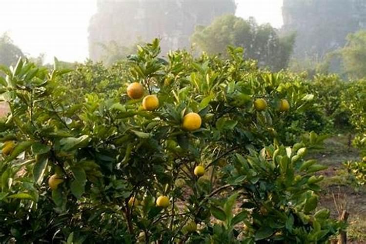 兰科植物专用基质种植兰花时还需要加入黑土吗？
