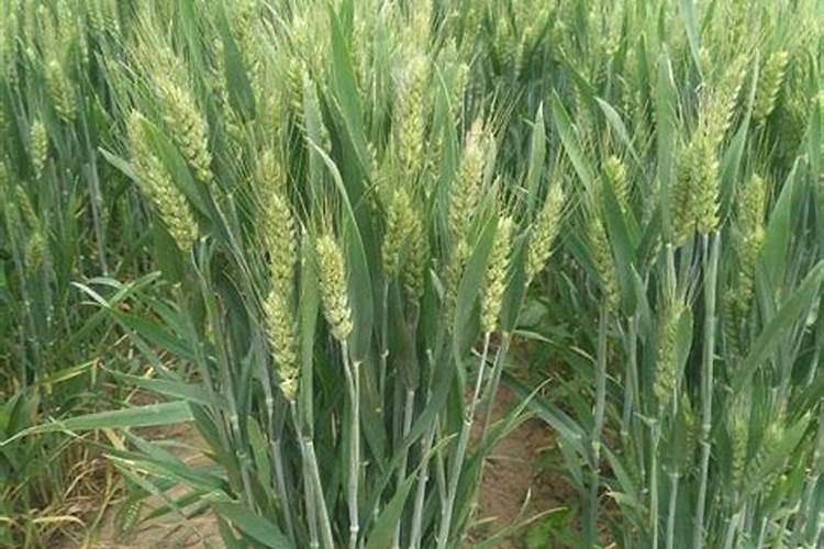 什么叫腐熟有机肥