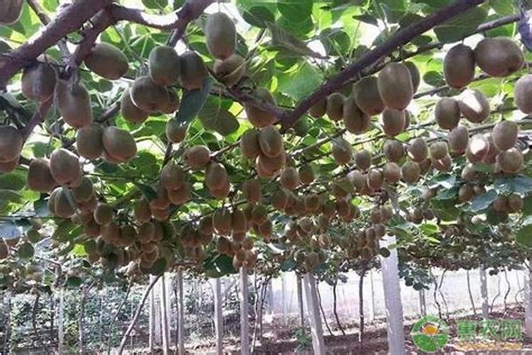 猕猴桃施什么肥料 猕猴桃施什么肥料好呢