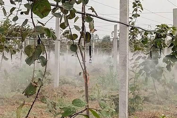 水溶肥兑水了可以放几天,一斤水溶肥兑多少水合适