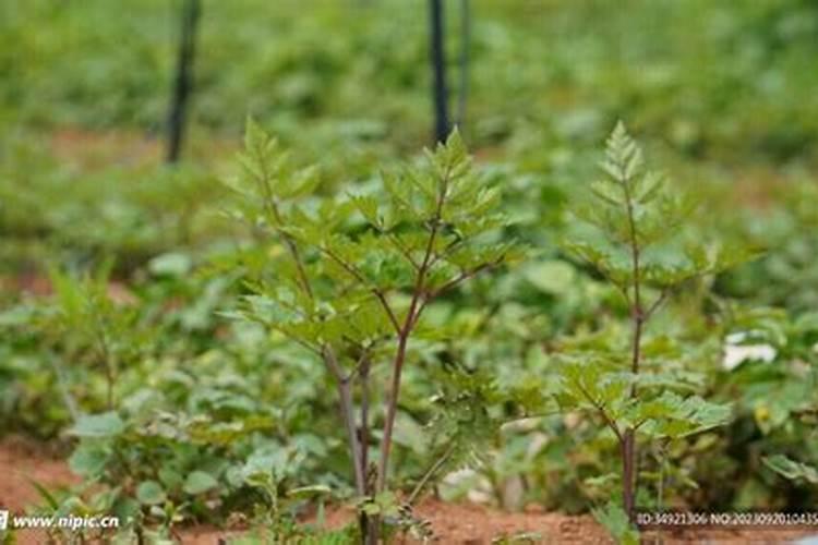 蔬菜的氨害是由哪些原因引起的？