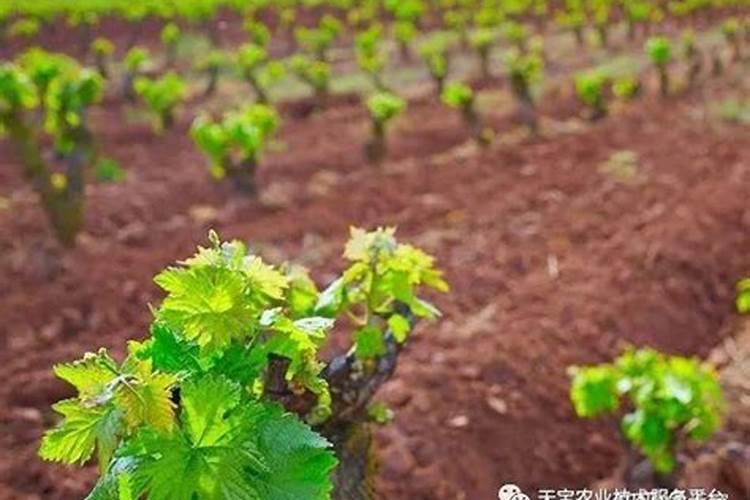 大蒜的管理施肥方法浇水时间