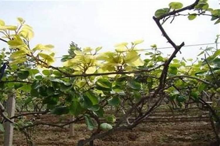 猕猴桃用什么肥料好