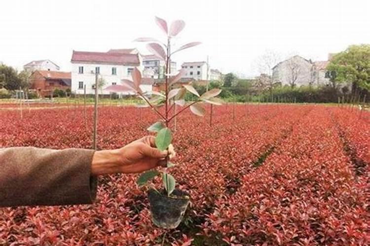 兰花专用肥能种蝴蝶兰吗