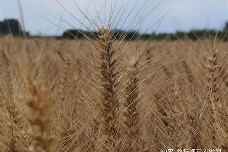 腐植酸钾使用方法