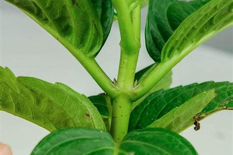 绣球花叶子发黄怎么办叶子发黄的原因及处理办法