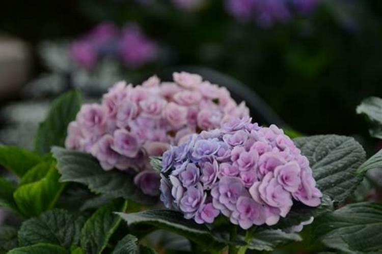 绣球花什么时候浇磷酸二氢钾