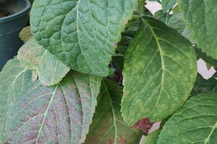 买的虎皮兰怎么种植在土里面要不要放水施肥？