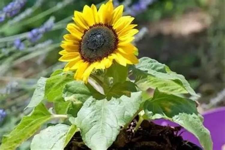 花生根结线虫病有什么特点？该如何防治？