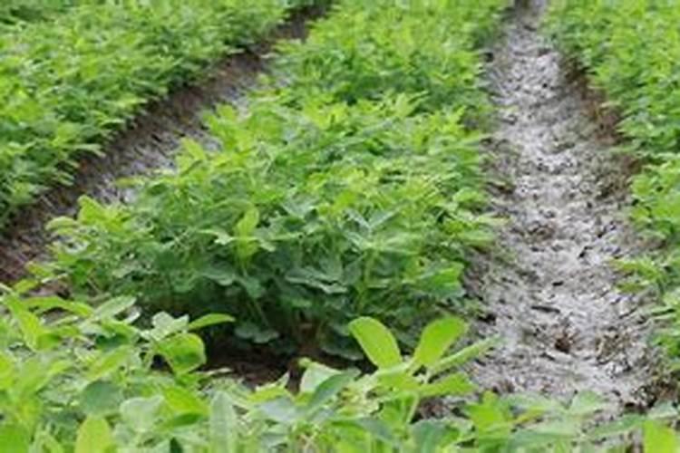 高美施叶面肥适用作物及喷施的好处