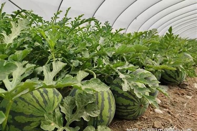 西瓜种植用什么肥料