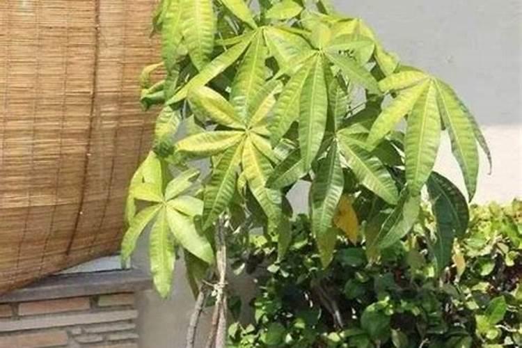 红糖和白糖哪个好