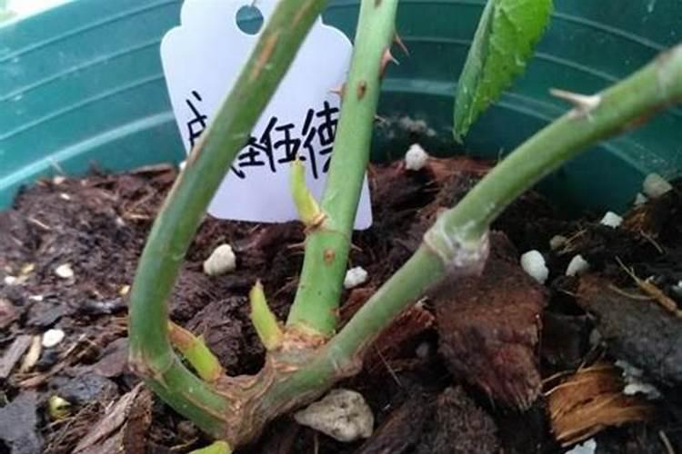 月季如何压枝促笋爆笋